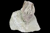 Bargain, Macrocrinus Crinoid Fossil - Crawfordsville, Indiana #68481-2